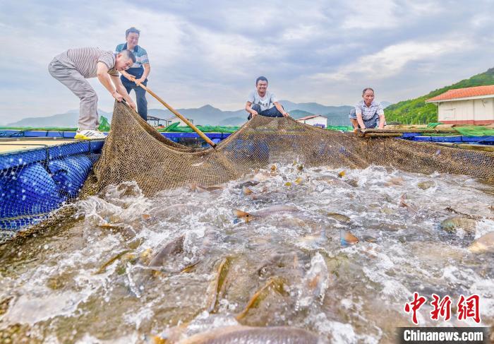 村民在漁排收獲紅鼓魚。(資料圖) 李郁 攝