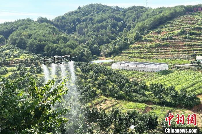 圖為江西上饒市廣豐區(qū)西壇果園正進(jìn)行無人機植保作業(yè)。　朱瑩 攝