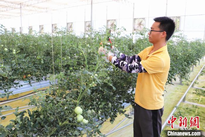 圖為在紅谷灘區(qū)元宇宙·VR數(shù)字農(nóng)業(yè)示范基地七彩番茄培育車間內(nèi)，農(nóng)業(yè)技術(shù)員正在對番茄植株進(jìn)行修剪。　熊錦陽 攝