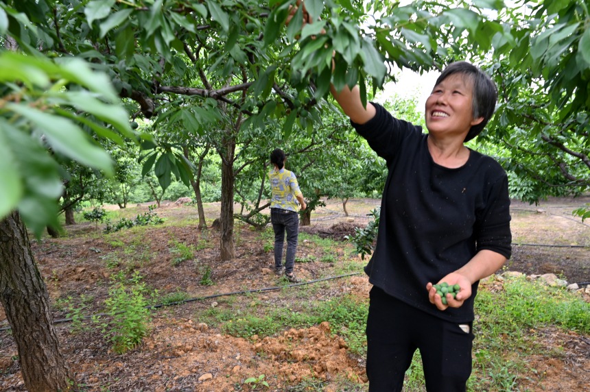 村民們搶抓農時,忙著為脆李樹疏果。鄒樂攝