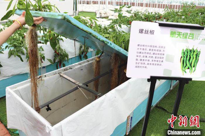 圖為在南昌市紅谷灘區(qū)元宇宙·VR數(shù)字農(nóng)業(yè)示范基地氣霧培養(yǎng)車間里，螺絲椒長勢良好?！⌒苠\陽 攝