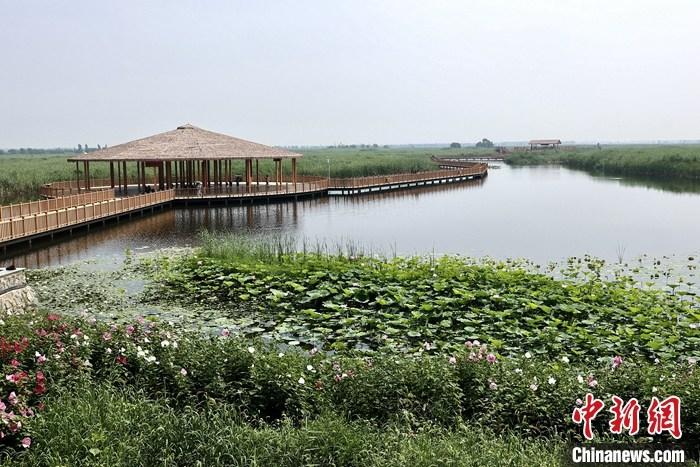 從完成頂層設計到如火如荼大規(guī)模建設，六年來，雄安新區(qū)如春天的竹子一般拔節(jié)生長，這座承載千年大計的“未來之城”已雄姿初顯。從“一張白紙”開始著墨，如今的雄安新區(qū)已是濃墨重彩的“山水畫”。<a target='_blank' href='/'>中新社</a>記者近日走訪了雄安新區(qū)多地，從“藍綠金”三色感受這座“未來之城”的巨大變化。圖為7月20日，河北白洋淀上荷花滿淀、蘆花搖曳。 <a target='_blank' href='/'>中新社</a>記者 易海菲 攝